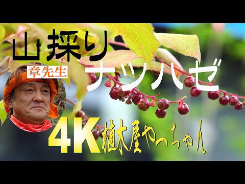 山採りナツハゼの実 2022 - YouTube