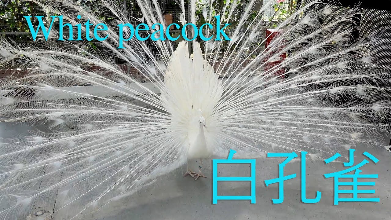 White peacock dance 白クジャクの舞@掛川花鳥園 KAKEGAWA BIRD PARK