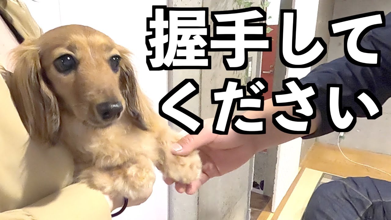 アイドルになった元保護犬！！【カニンヘンダックスえびすの日常