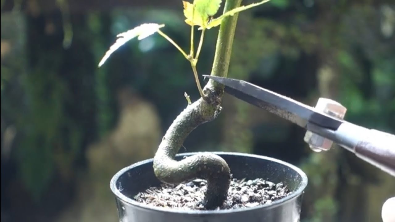 イロハモミジ（山採り苗 ）4年目 2023．成長記録 ♯455 - YouTube