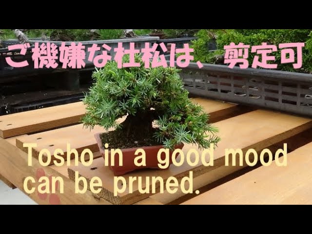 盆栽工房 春嘉 ＃70 ご機嫌な杜松は、剪定可 Tosho in a good mood can