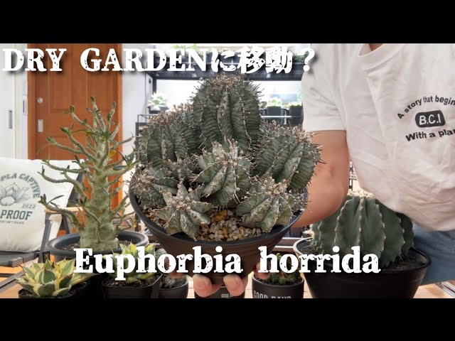 Euphorbia horida] I love this variety so I'm thinking of planting