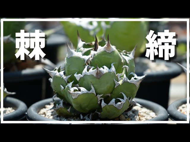 アガベの成長過程を同じクローンで見ていこう - YouTube