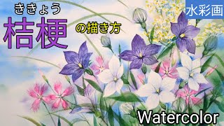 Watercolor painting] / How to paint [Chinese Bellflower] with