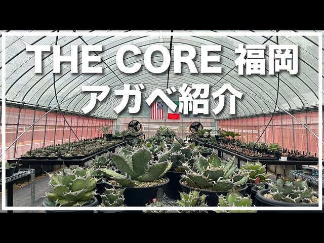 THE CORE 福岡のご紹介 アガベ編 - YouTube