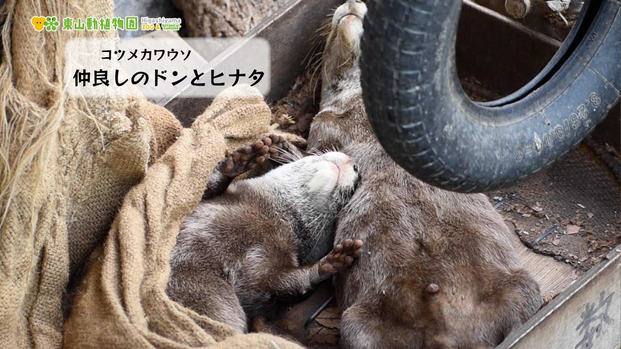 東山動植物園公式】休園日も仲良し《 コツメカワウソ カワウソ