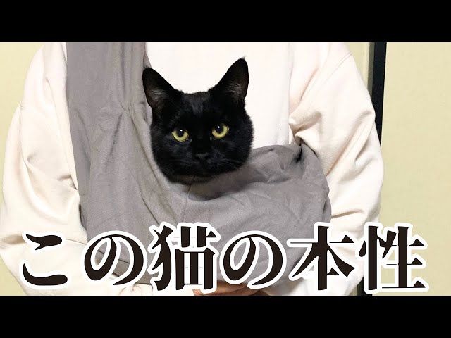 保護して4ヵ月目の猫が見せた本性 - YouTube