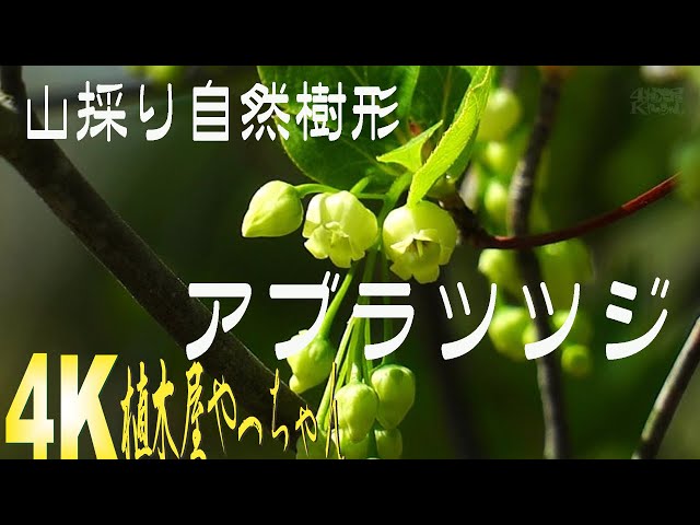 山採り自然樹形 アブラツツジ 花 2023 - YouTube