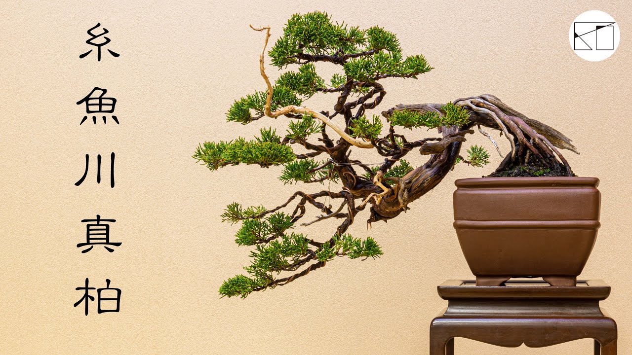 天神彫刻】山採り糸魚川真柏の針金かけによる整姿作業 - YouTube