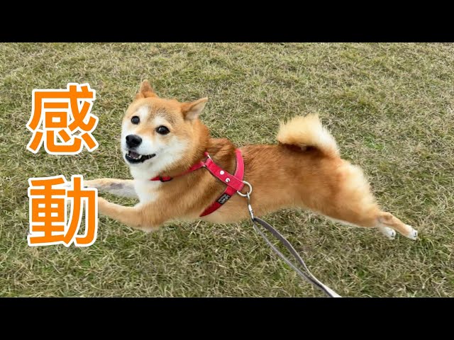 Fuku-chan has been dealing with illness, but now he can run like