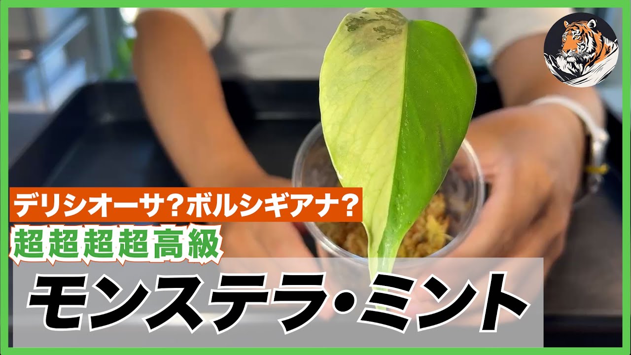 Monstera: Super high-end! Deliciosa 'Mint'? Borsigiana? Cebu Blue