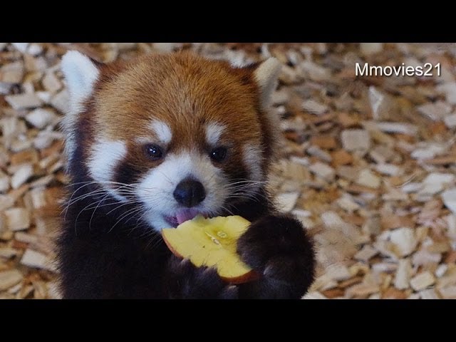 リンゴをペロペロ〜レッサーパンダ~Red Panda licks the apple - YouTube
