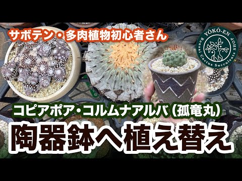 サボテン 】コピアポア・コルムナアルバ（孤竜丸）の植え替え - YouTube
