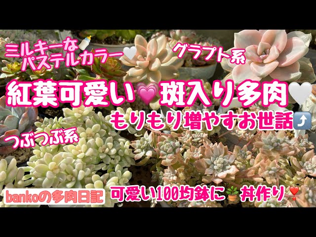 多肉日記#325】プロリフィカ錦🌱斑入りの葉挿しはどうなった❓斑入り