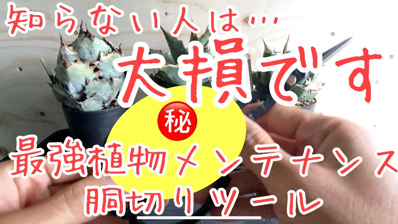 ① メルカリでセンペルビウム（多肉植物）の抜き苗を買う！早速開梱し