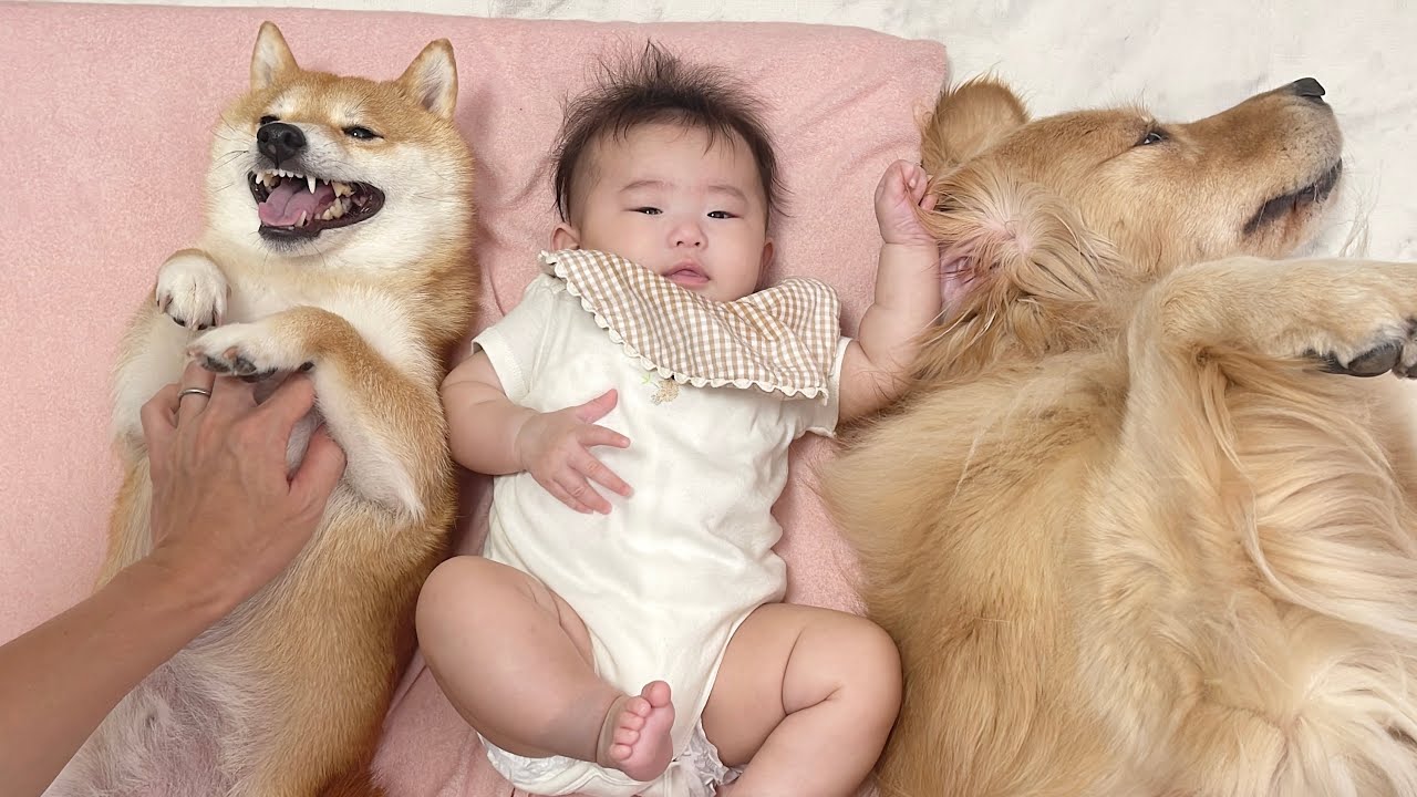 赤ちゃんと川の字になってパパにマッサージされる豆柴とゴールデン