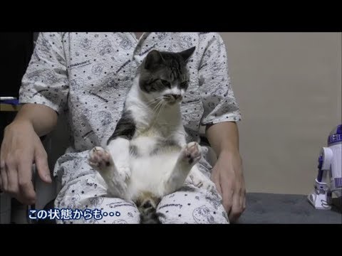 おっさん座りから香箱座りへモードチェンジする猫リキちゃん☆パパの膝