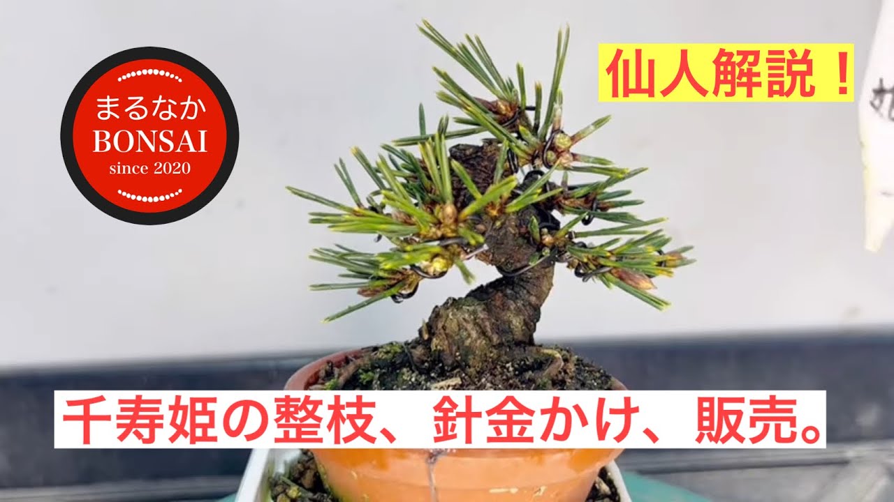 A sage's commentary! Grafted Senjuhime, pruning, wiring and sales