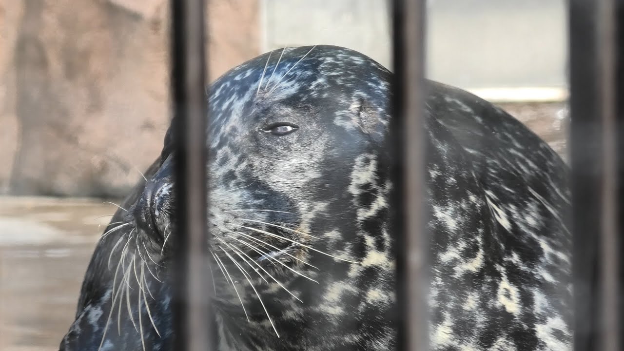 Harbor Seal (Ueno Zoological Gardens, Tokyo, Japan) September 11