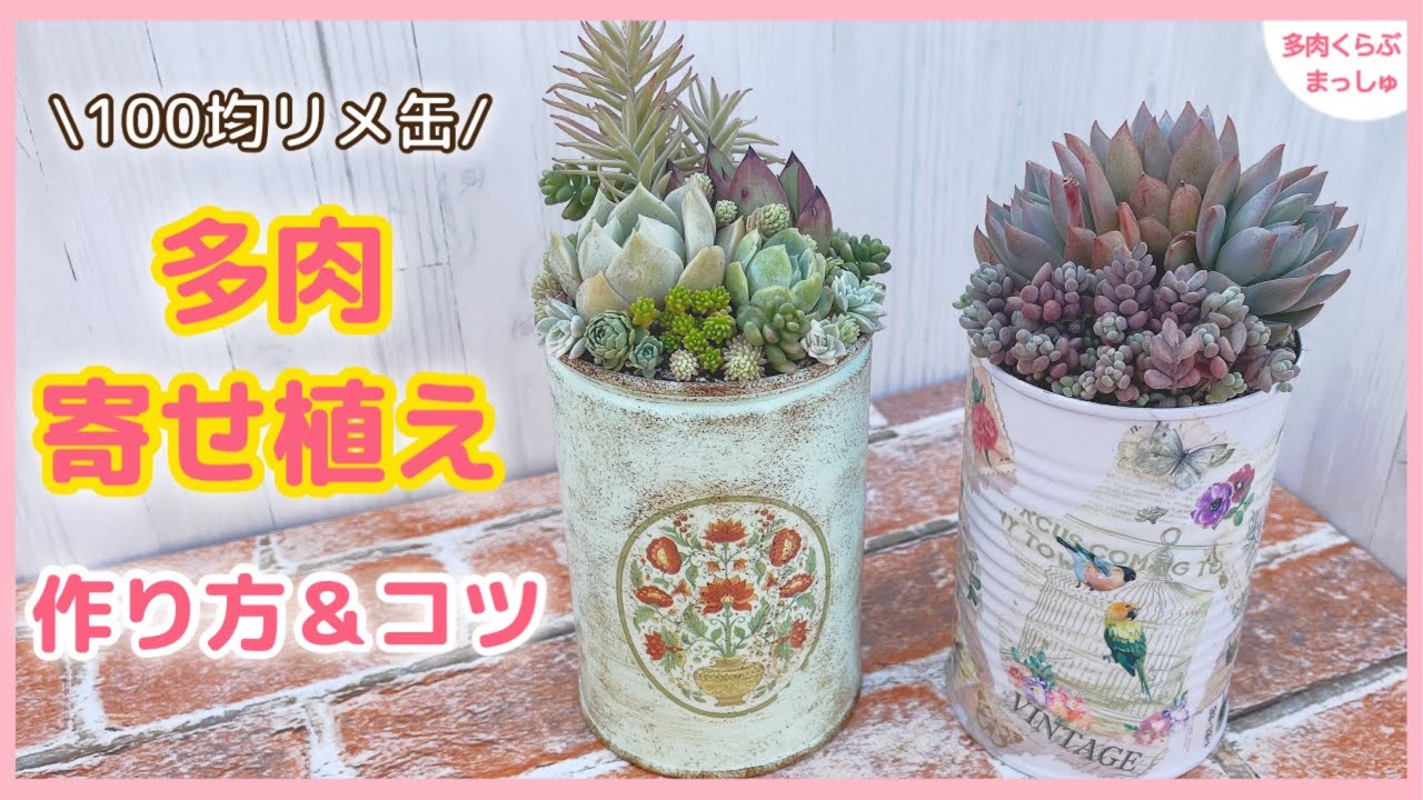 多肉植物】リメ缶に多肉の寄せ植え❣️作り方とコツとちょっとした工夫