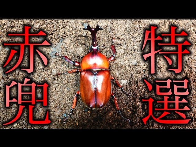 目も体も赤い】数年前から赤い個体を厳選してかけあわせ続けられた結果