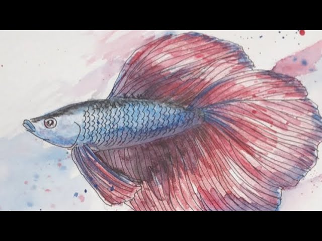 ペンと水彩色鉛筆で描く簡単なベタの絵の描き方 - YouTube