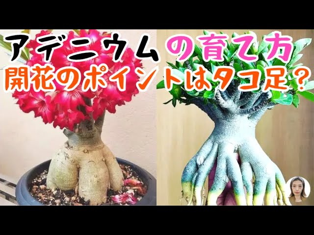 開花開始 アデニウム 花芯は白のグラデーション 開花開始 アデニウム