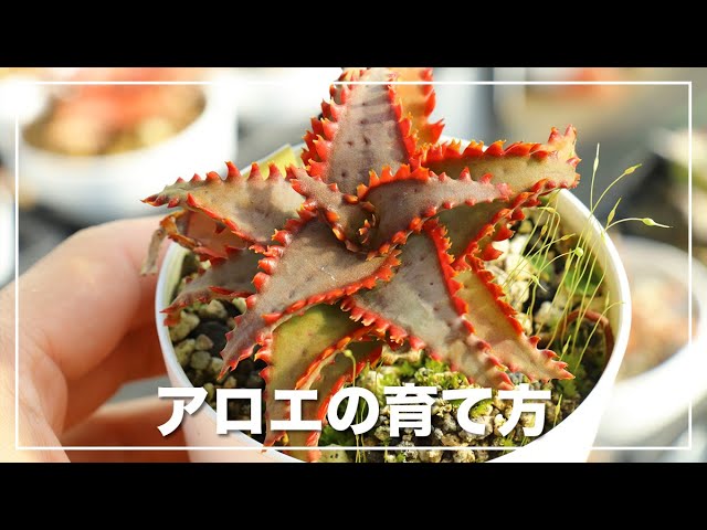 ハイブリッドアロエの育て方【水やり、日当たり、温度】 - YouTube