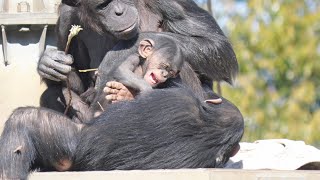 Dil and Hayate and grooming Tama Zoo, Chimpanzees, 202602 - YouTube