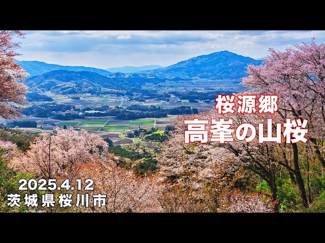 Mountain climbing] 4K Village of 550,000 Yamazakura trees