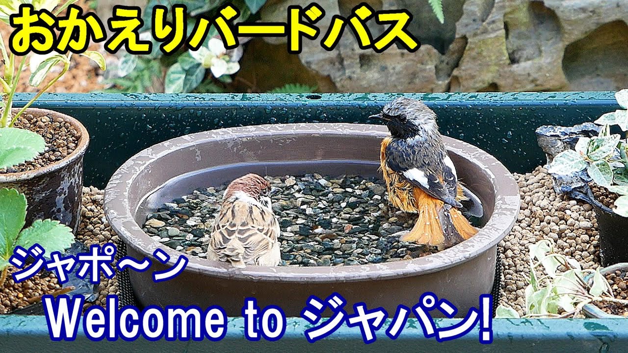 植木鉢でバードバス（野鳥の水浴び場）秋編3～スズメ/メジロ