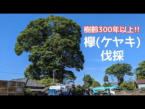 欅』樹齢300年以上 ケヤキを伐採してもらいました!!＃cut down trees