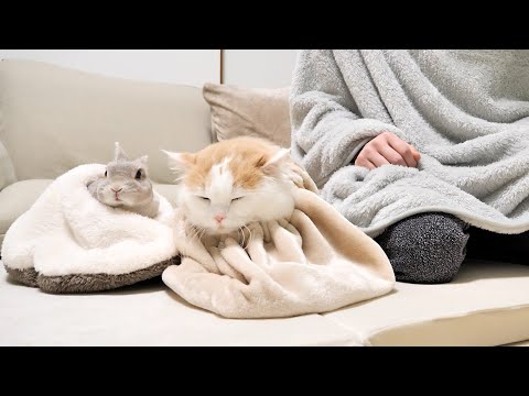 うさぎとにゃんこの仲良しシリーズ - YouTube