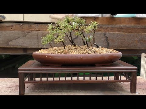 A group of Japanese white pine trees that can withstand wind and