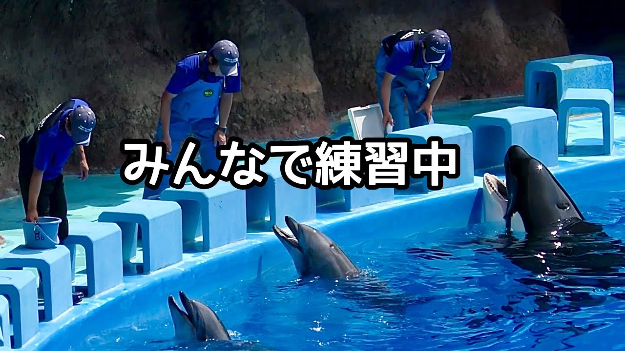 シャチのリンちゃんとイルカのビビとルル 軽めのトレーニングです