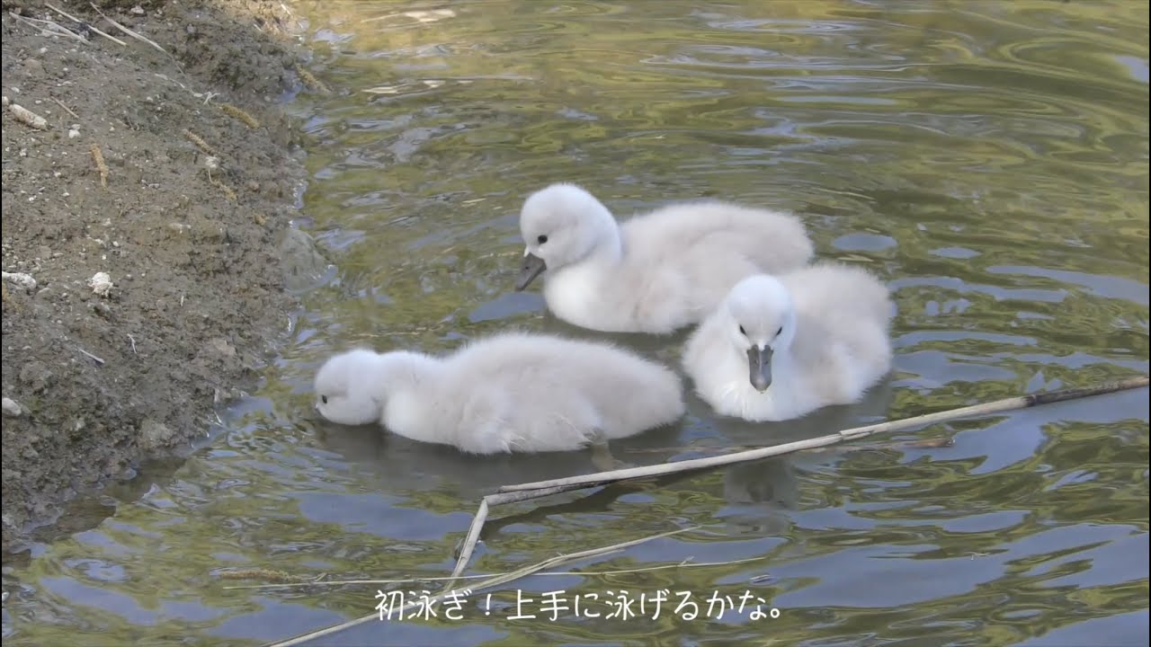 日本経済大学 TG Rose Garden】白鳥の赤ちゃんが誕生しました！ - YouTube