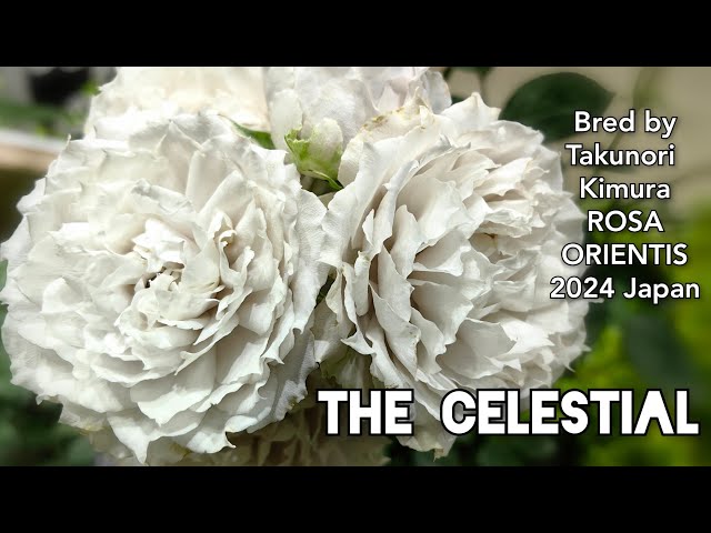 sddefault.jpg?v=663acd10