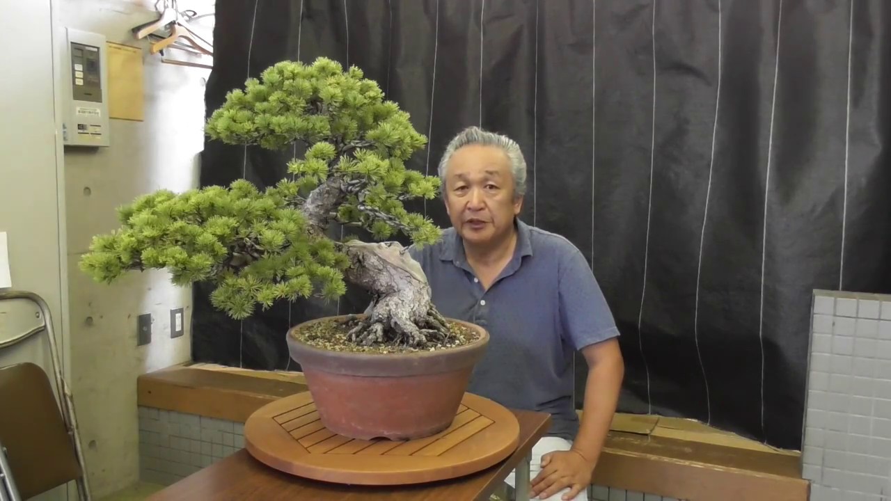 北関東盆栽組合【商品紹介】瑞祥 - YouTube