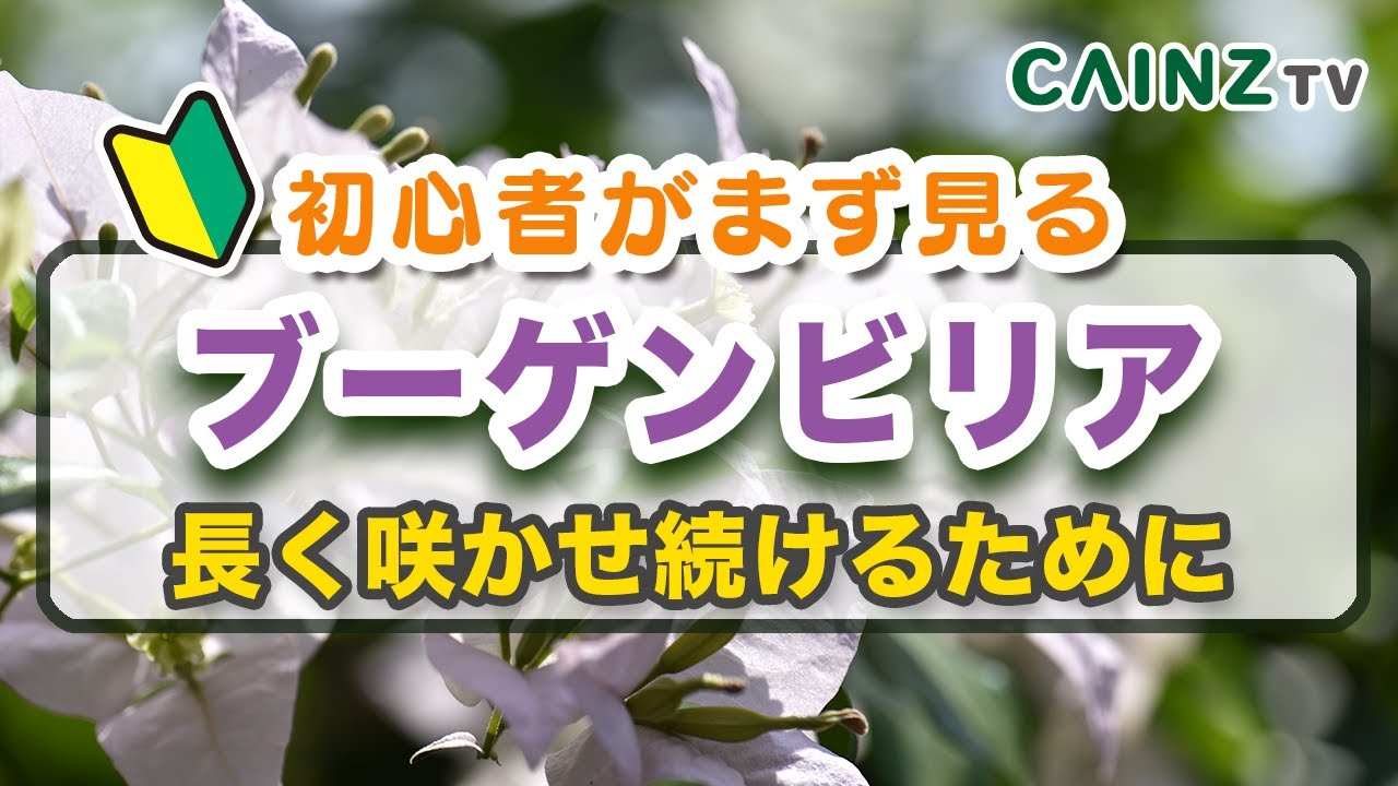 ブーゲンビリアの育て方｜環境と水やりから冬越しのヒント｜カインズ