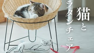 猫がくつろぐ姿が愛らしいラタンチェアを紹介♪/エキゾチックショート