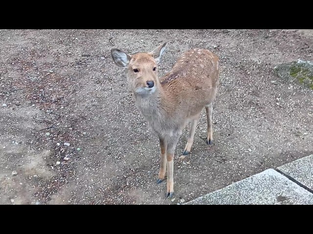 奈良公園の子鹿さん #91 Fawn of Nara Park - YouTube
