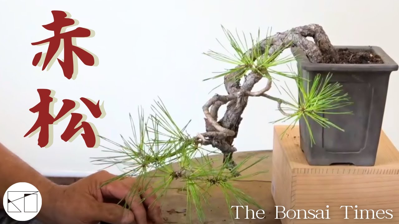 赤松】個性的な懸崖樹形に！（a Japanese red pine） - YouTube