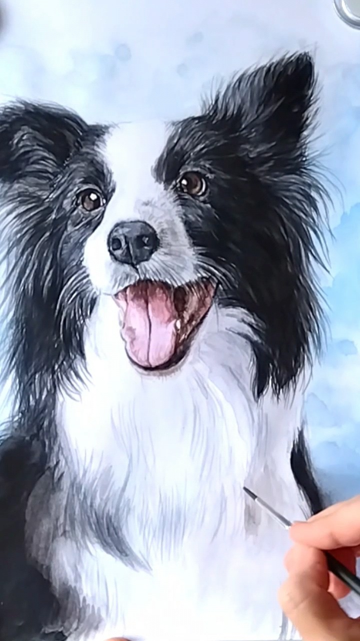 犬の水彩画 ボーダー・コリー肖像画 Watercolor Dog Painting Border