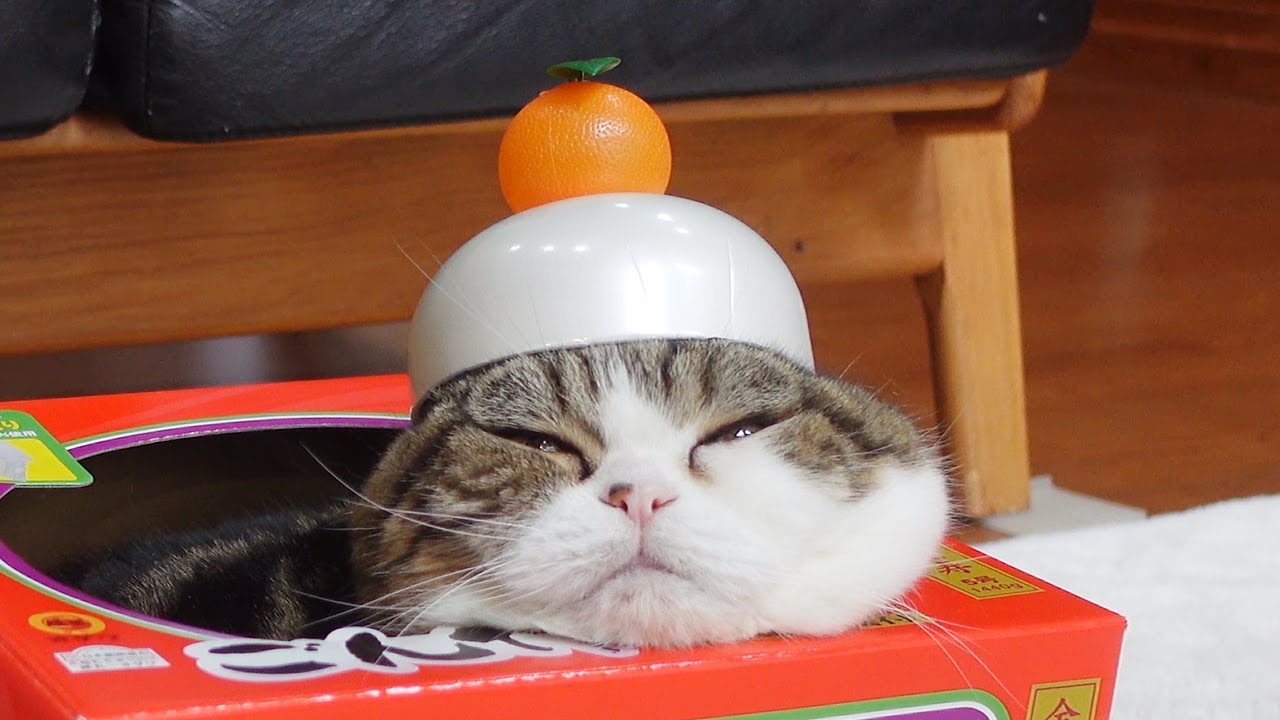 特大サイズの鏡餅とねこ。-Extra Large Kagami Mochi and Maru.-（動画