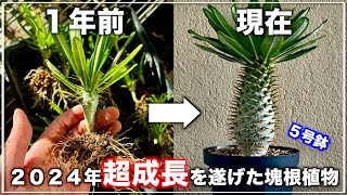 コレクション株 グラキリス4頭 ガチ株 コレクション株 グラキリス4頭