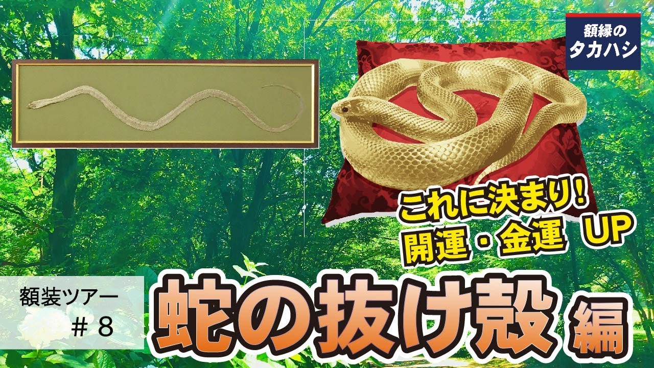 額装ツアー】#8 開運・金運アップ 蛇の抜け殻編 額縁のタカハシ - YouTube