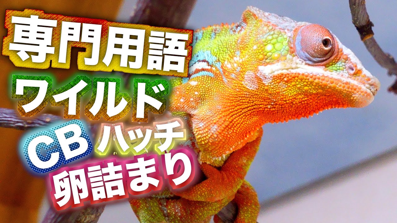 ワイルドとCBってなに？カメレオン専門用語の意味と特徴【解説