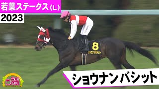 2023年 若葉ステークス（L）ショウナンバシット（川田 将雅 騎手