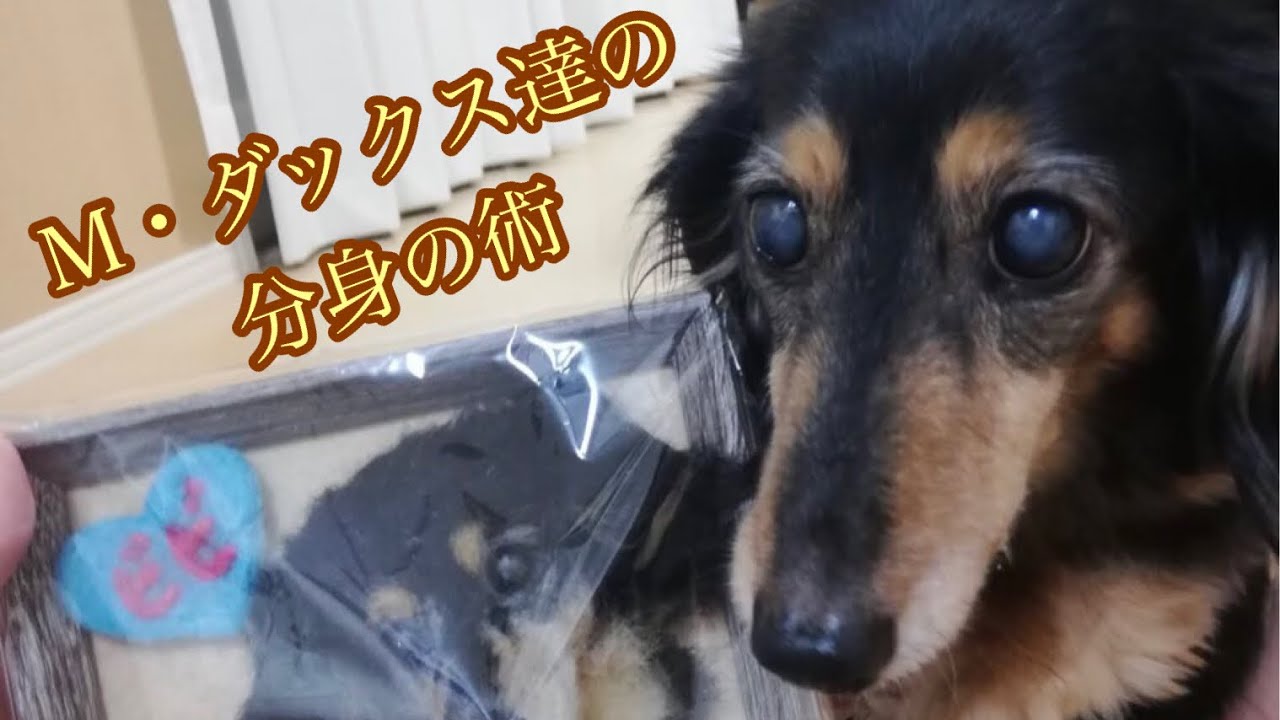 わたわたペットの分身の術【M.ダックスフンド作品特集】 - YouTube