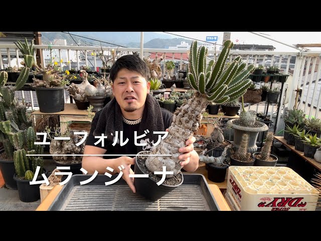 Mulanjina and special iron pot] The temperature is nice, so I'm